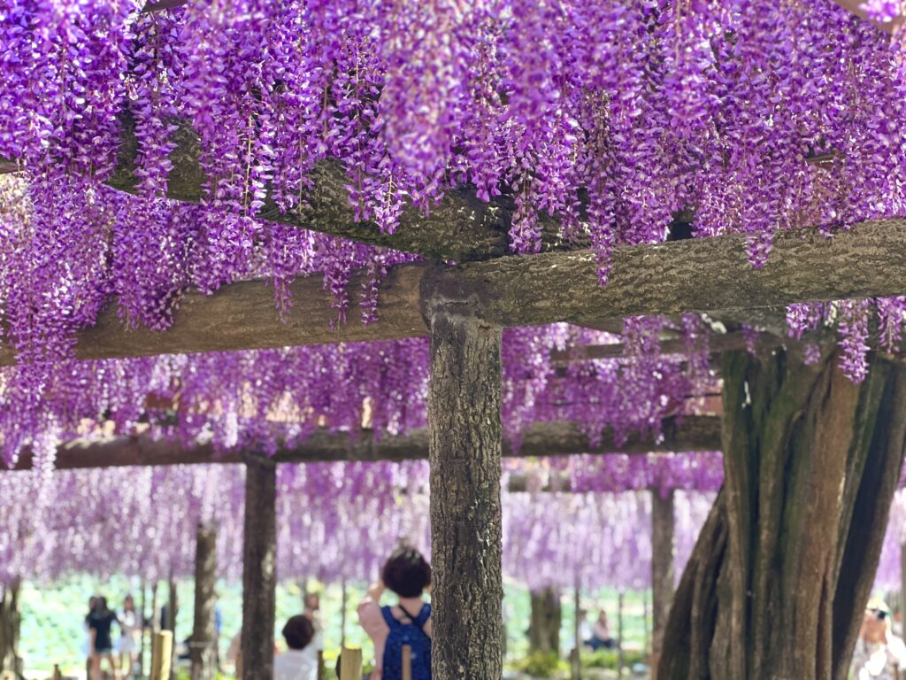 津島市の天王川公園での藤の花まつりの写真です。九尺藤という藤の花です。