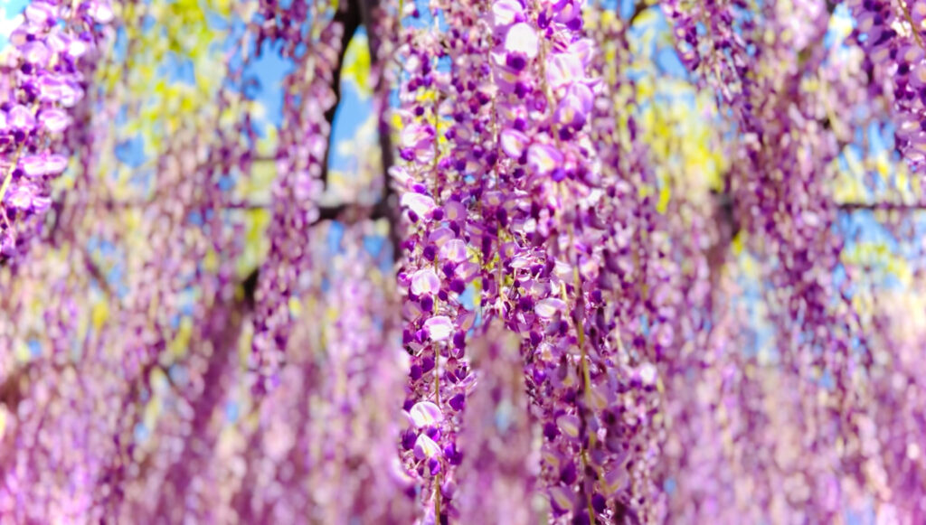 津島市の天王川公園での藤の花まつりの写真です。