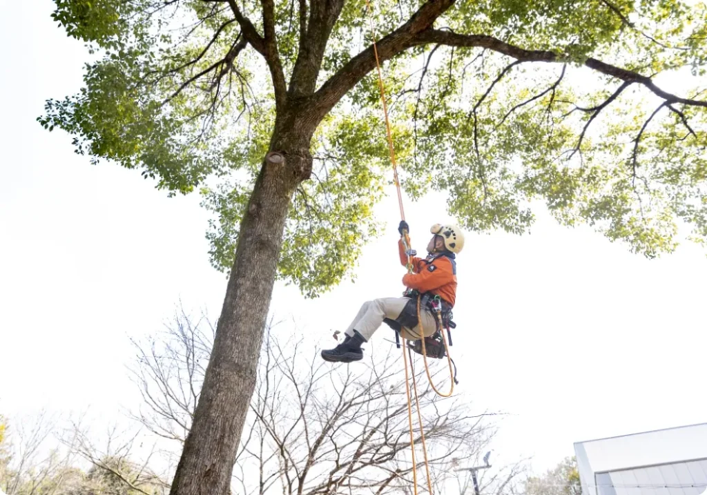 愛知県瀬戸市にある株式会社 緑公園 様の伐採中の作業写真です。