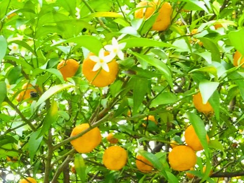 愛知県津島市にある「たちばな調剤薬局」様の橘です。